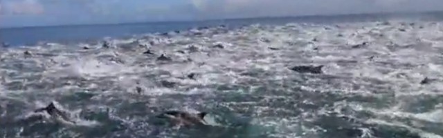 SPEKTAKULARNO Stampedo delfina na otvorenom moru (VIDEO)