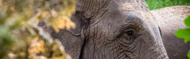 Scene kao iz crtanih filmova: Slon provalio u poznati restoran, pa uzeo da uzeo da doručkuje (VIDEO)