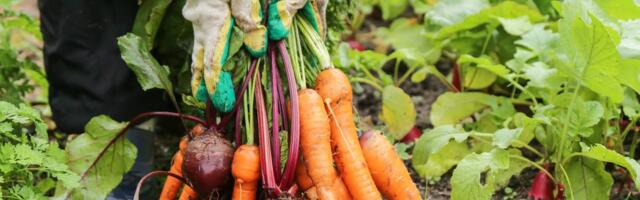 Ako sadite povrće na balkonu ili u dvorištu - ove kombinacije izbegavajte