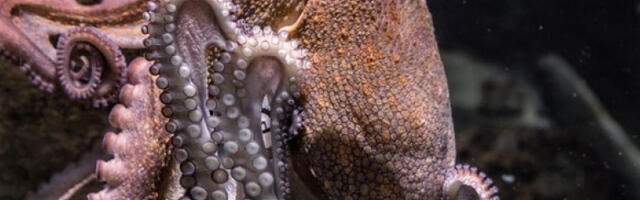 Откривени остаци џиновских хоботница сличних кракенима