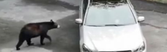 Medved prišao automobilu i otvorio vrata, a onda je muškarac počeo da vrišti (VIDEO)