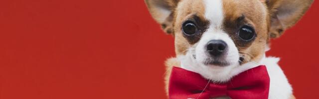 Zar i čivave? U DNK većine rasa pasa otkrivene zanimljive činjenice o njiihovoj istoriji