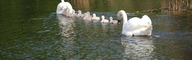 Potvrđena pojava ptičjeg gripa u Sloveniji