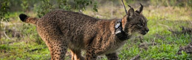 Iberijski ris vraćen u Aragon posle pet decenija