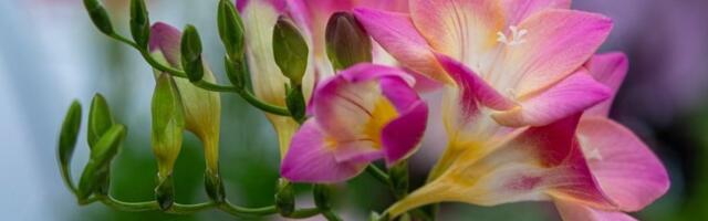 Sadi se u aprilu, a cveta tokom celog leta: Čaroban cvet koji se lako održava - 1 stvar je ključna (FOTO)