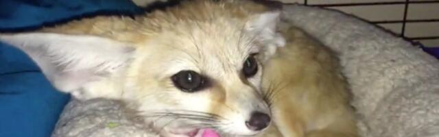 Preslatko - pustinjska lisica koja negoduje kada je bude iz dremke