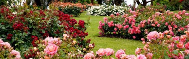 Dodajte jedan NEOBIČAN sastojak u zemlju i vaše ruže će bujati i cvetati kao lude celo leto