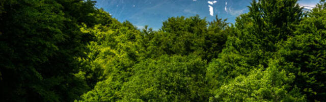 Европски парламент одобрио одлагање закона против крчења шума