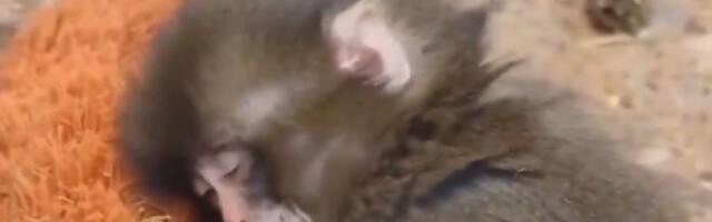 Svet plače zbog malog Panča! Majmunče ostalo samo na svetu, utehu pronašlo u plišanom zagrljaju (VIDEO)