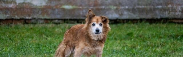 5 rasa pasa koje vlasnici najčešće napuštaju: Završe u azilu ili na ulici (FOTO)