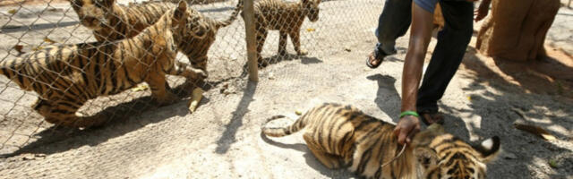 У приватном парку на Тајланду угинула 72 тигра од вируса куге