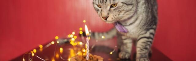 Mačak proslavio 20. rođendan: Njegova torta nasmejala ceo internet - gore mreže (VIDEO)