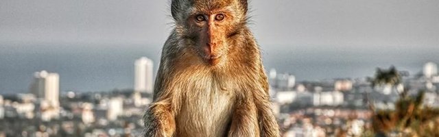 (HIT VIDEO) KAKAV CAR OD MAJMUNA! Otarasio se ljudi, PA PUŠTAO ZMAJA S KROVA!