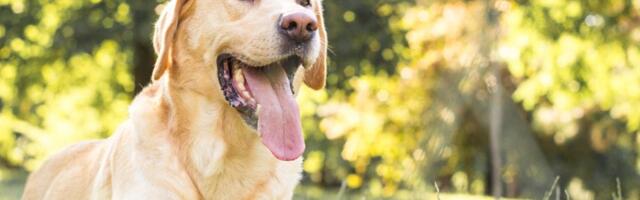 Snimak srušio internet  - Pas prvi put dobio igračku, pa oduševio milione (VIDEO)