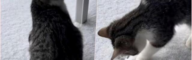 Mače prvi put ugledalo sneg: Njegova reakcija istopila srca miliona ljudi "Kakav slatkiš"