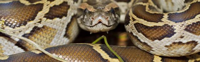 Rešenje za gojaznost ljudi leži u KRVI pitona? Naučnici identifikovali MOLEKUL koji već pomaže miševima