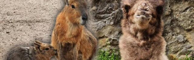 U BEO ZOO-VRTU SVE VRVI OD ŽIVOTA, OVO SU NOVE PRINOVE: Dvogrba kamila i mladunče patagonijske mare (FOTO)