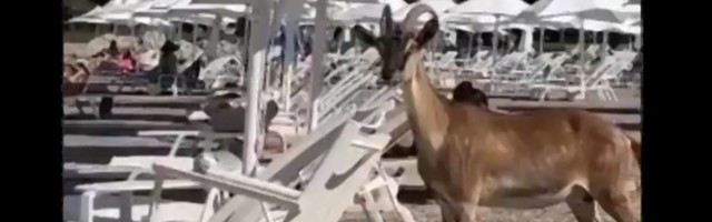 Kako biste reagovali da vam se na plaži pridruže koze - video sa jednog od najpoznatijih letovališta postao viral