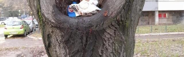 RUPA U DRVETU SLUŽI KAO KANTA ZA SMEĆE: Ljudi besni! Pravdaju se time da nemaju gde da odlažu đubre, a evo za šta krive vevericu