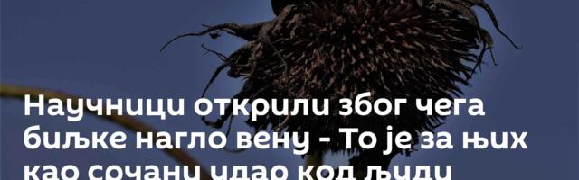 Научници открили због чега биљке нагло вену - То је за њих као срчани удар код људи