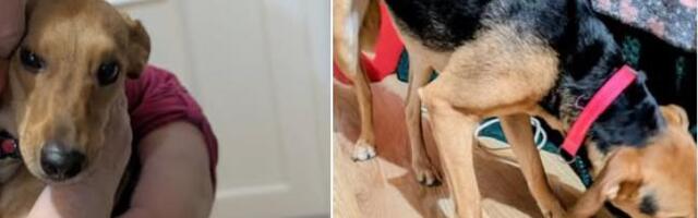 "BELA JE IMALA DOM, IMALA DECU KOJU JE VOLELA SVIM SRCEM, A ONDA JE ZAVRŠILA NA ULICI" Tri duše traže ljubav i dom, neki su prave mrvice (FOTO)