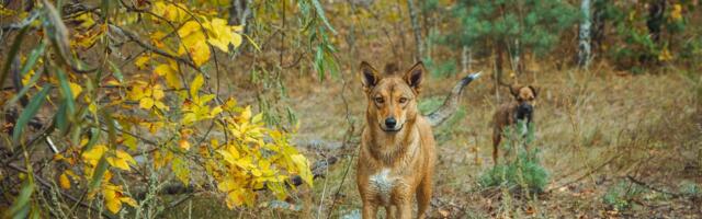 Prirodna selekcija pasa lutalica pod uticajem rata u Ukrajini