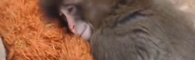 Probajte da ukucate “Punch the Monkey“ na Guglu: Oduševiće vas gest u čast čuvenog majmučeta