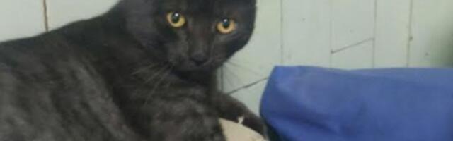 Jeste li videli Srećka? Mačak nestao iz bolnice u Šapcu, ljubimac je zaposlenih