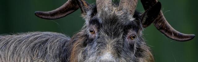 Od kasnog bronzanog doba do danas, stara irska koza nosi 3.000 godina irske istorije