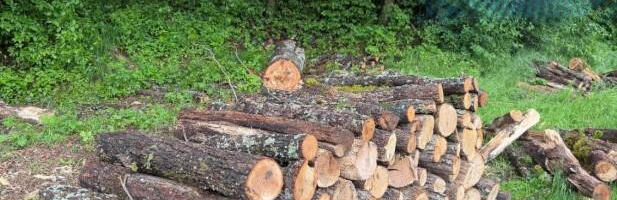 Bespravna seča šuma česta pojava u pojasu između Srbije i Kosova