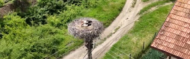 RODE VOLE ZAJEČAR! Sada su prvi put prstenovani i mladunci kako bi se pratilo njihovo kretanje (VIDEO)