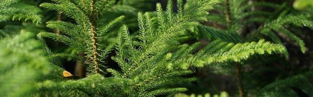 Elegantna i efektna: Ova egzotična biljka može biti savršena zamena za božićnu jelku