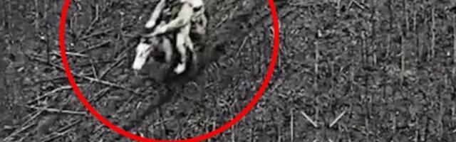 RATNI OBRT KAKAV SVET NIJE VIDEO! Rusi jurišaju na konjima u 21. veku! Pogledajte trenutak kada DRON udara direktno u KONJANIKA! (UZNEMIRUJUĆI VIDEO)