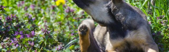 Ne ignorišite buve kod ljubimaca: Mogu ugroziti zdravlje i životinja i ljudi