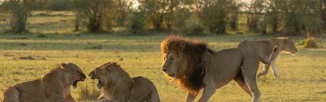 NAJROBI: Čuvenog prirodnjaka ubili lavovi