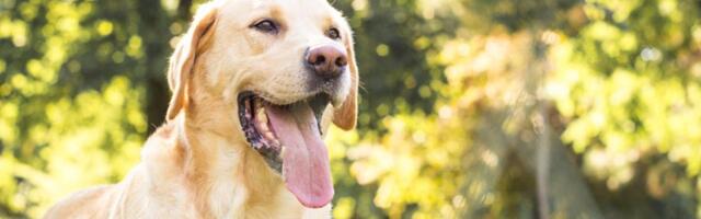 Budite oprezni! 10 namirnica psi NIKAKO ne smeju da jedu