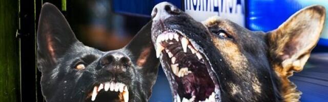 Užas u Srebreniku: Psi lutalice napali devojku, izujedali je po celom telu