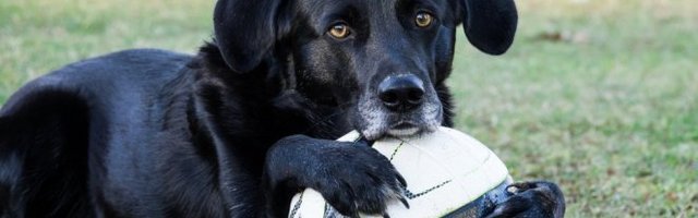 NAJBOLJE DRUŠTVO ZA IGRU! Uvek vraća loptice (Video)