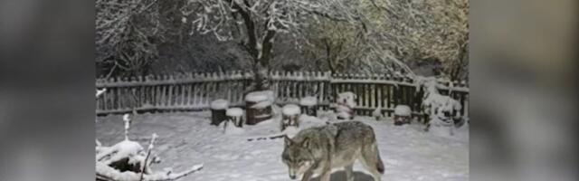 U ovom selu kod Krupnja više je zveri nego ljudi: Žive samo 3 žene, pre neku noć imale bliski susret sa vukom