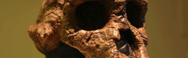 Нова анализа фосила поставља питање о почетку људске еволуције