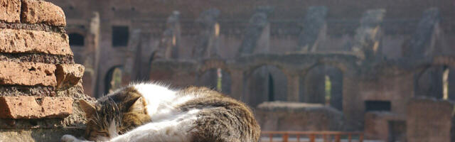 Mačke u Rimu: Vekovna veza mačaka i večnog grada