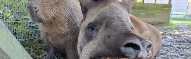 FOTO, VIDEO Bili veoma bliski: Tapir i kapibara uspavani istog dana
