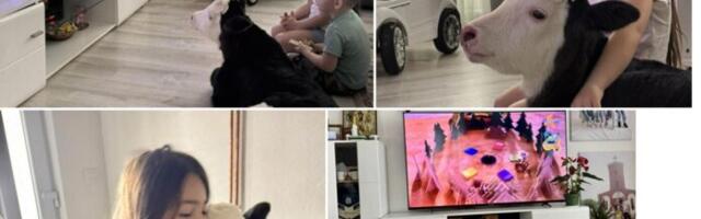 Topla priča iz Rožaja: Tele osvojilo srca porodice i postalo kućni ljubimac