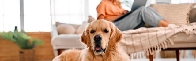 60.000 evra godišnje za život sa psom: Posao iz snova ili odgovornost bez pauze?