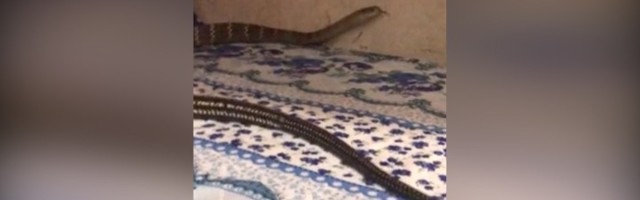 UŽASNO Devojka ugledala zmiju na svom krevetu (VIDEO)