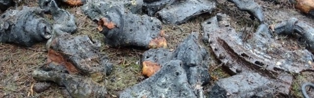 Neverovatno otkriće u poljskoj šumi, pronađeni fragmenti rakete za kojom se traga još od drugog svetskog rata!