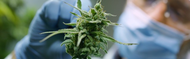 ZOO VRT U VARŠAVI: Marihuana za slonove