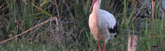 Počeo Međunarodni popis belih roda – da li ste ih videli?