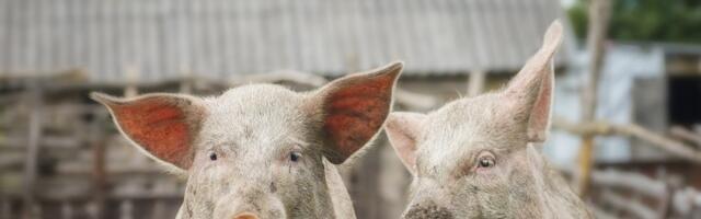 I SVINJA IMA PRAVO NA KIJAVICU Upotreba antibiotika u stočarskoj proizvodnji