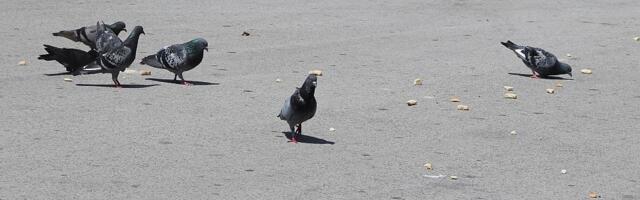 Sutra malo toplije u Novom Sadu